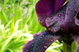 Purple Iris - Water Drops