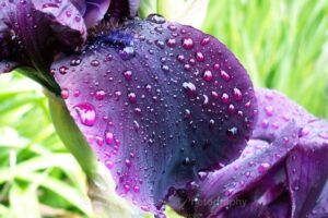flower-water-drops