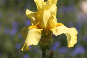 iris-yellow-7787